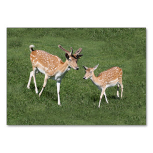 Two Young Deer Table Number