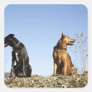 Two young dogs looking in opposite directions. square sticker
