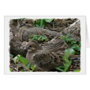 Two Young Doves