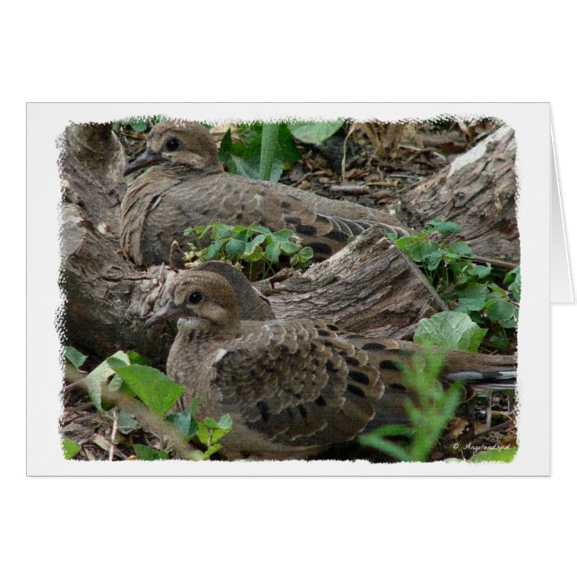 Two Young Doves (Front Horizontal)