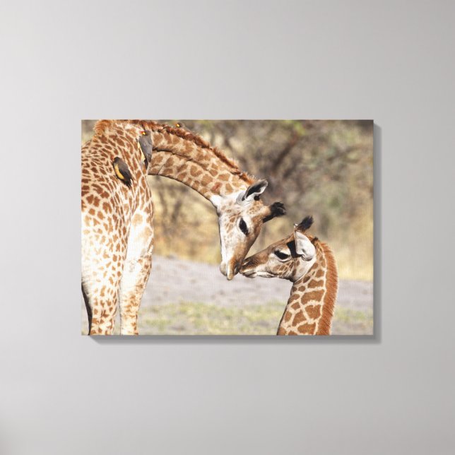 Two Young Giraffes Canvas Print (Front)