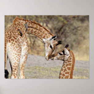 Two Young Giraffes Poster