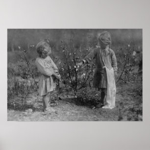 Two Young Girls Picking Cotton Photograph Poster