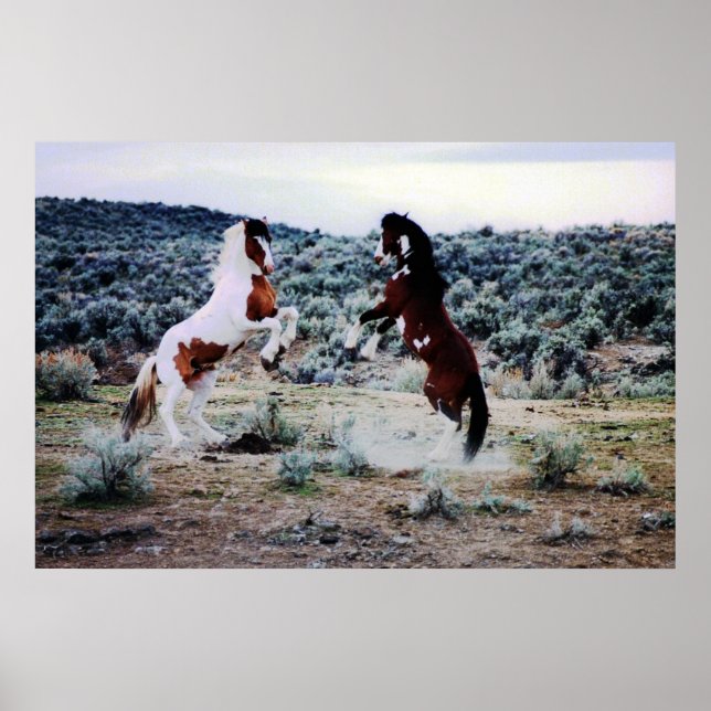 Two Young Horses Playing Poster (Front)