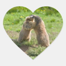 two young marmots