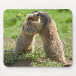 two young marmots mouse mat