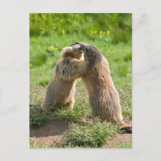 two young marmots postcard (Front)