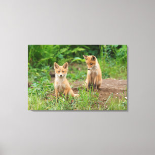 Two Young Red Foxes in Nature Canvas Print