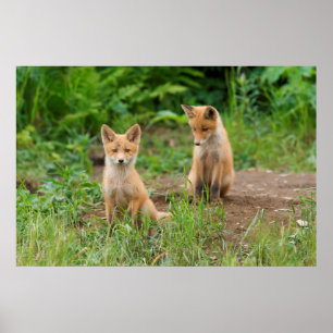 Two Young Red Foxes in Nature Poster