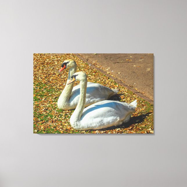 Two Young Swans in the Autumn Sunlight Canvas Print (Front)