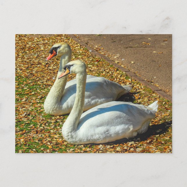 Two Young Swans in the Autumn Sunlight. Postcard (Front)