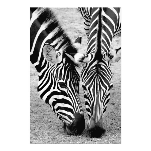 Two zebras - black and white photo print (Front)