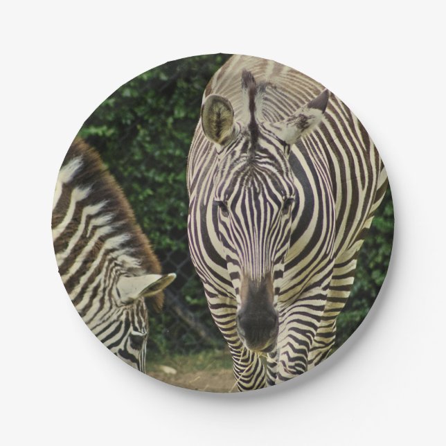 Two Zebras Paper Plate (Front)
