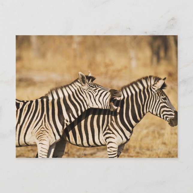 Two zebras standing in grass postcard (Front)