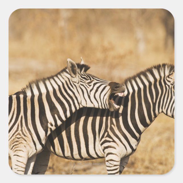 Two zebras standing in grass square sticker (Front)