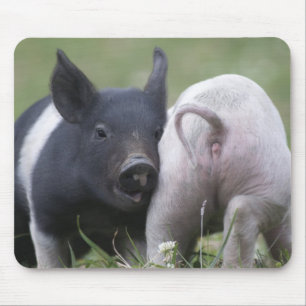 Twp Baby Pigs; Cute Piglets in Grassy Field Mouse Mat