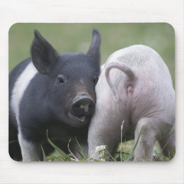 Twp Baby Pigs; Cute Piglets in Grassy Field Mouse Mat (Front)