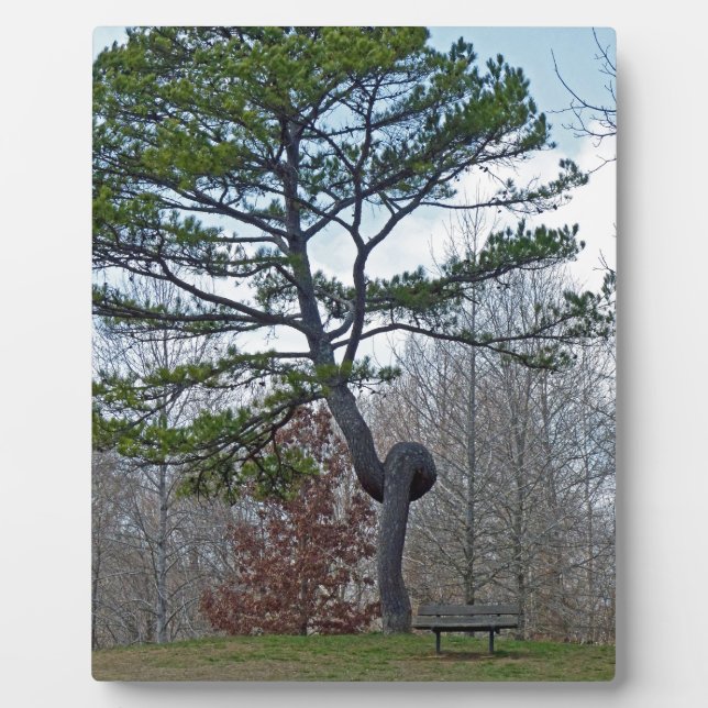 Twsited Tree Plaque (Front)
