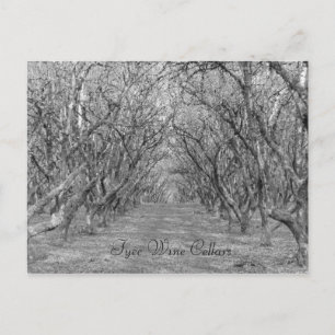 Tyee Hazelnuts Postcard