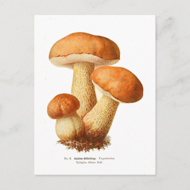 Tylopilus Postcard (Front)