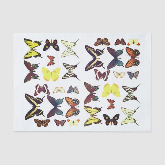 Types of Butterflies Collection Colourful Tissue Paper (Front)