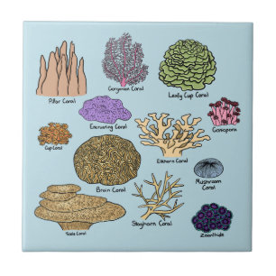Types Of Coral Tile