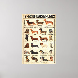 Types Of Dachshunds Dog Poster, Dachshunds Knowled Canvas Print
