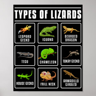Types of Lizards Lizard Reptiles Poster