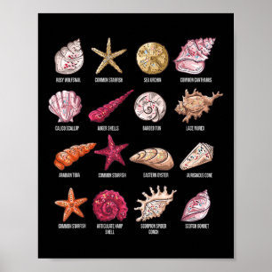 Types Of Seashells Beach Shelling Conch Sea Shell Poster
