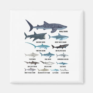 Types Of Sharks Shark Species Identification Ocean Magnet