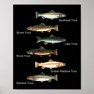 Types Of Trout Fish Species Collection Fishing Poster