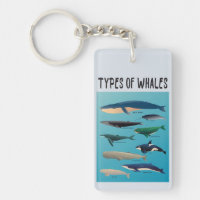 Types Of Whales Ocean Mammal Variety 