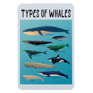 Types Of Whales Ocean Mammal Variety Magnet