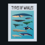 Types Of Whales Ocean Mammal Variety Postcard<br><div class="desc">List of Whales to express love for whales and ocean creatures!</div>