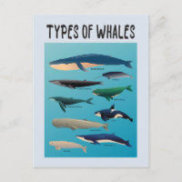 Types Of Whales Ocean Mammal Variety