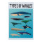 Types Of Whales Ocean Mammal Variety 