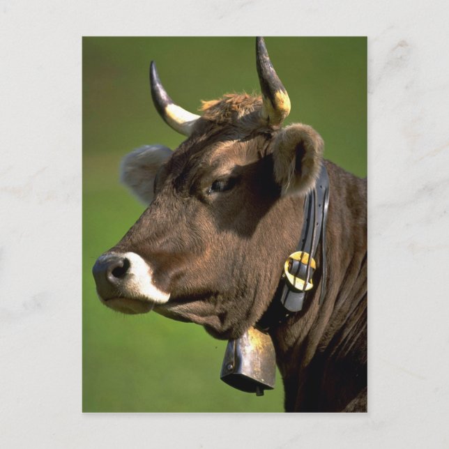 Typical cow postcard (Front)