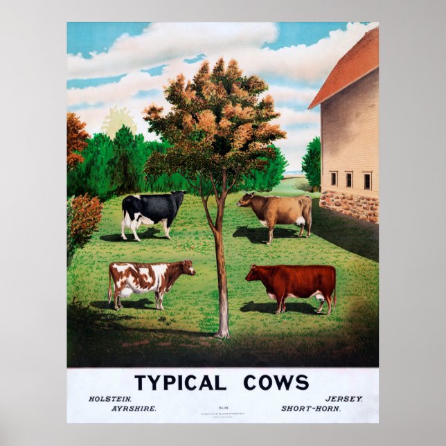 Typical Cows Poster (Front)
