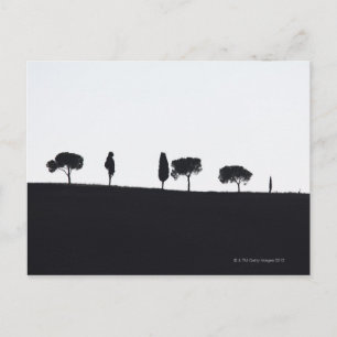 Typical trees in Tuscany Postcard