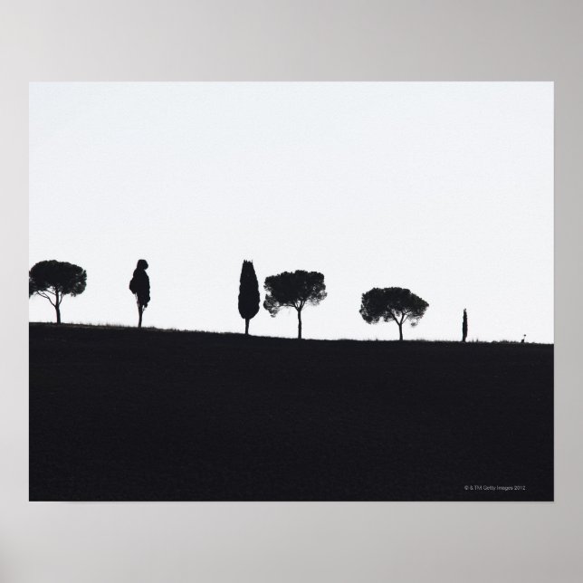 Typical trees in Tuscany Poster (Front)