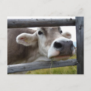Tyrolean Cow Poking Head through Fence Postcard