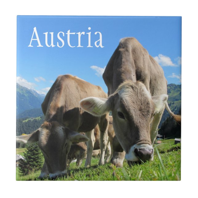 Tyrolean Cows Grazing on Alpine Slope, Austria Tile (Front)