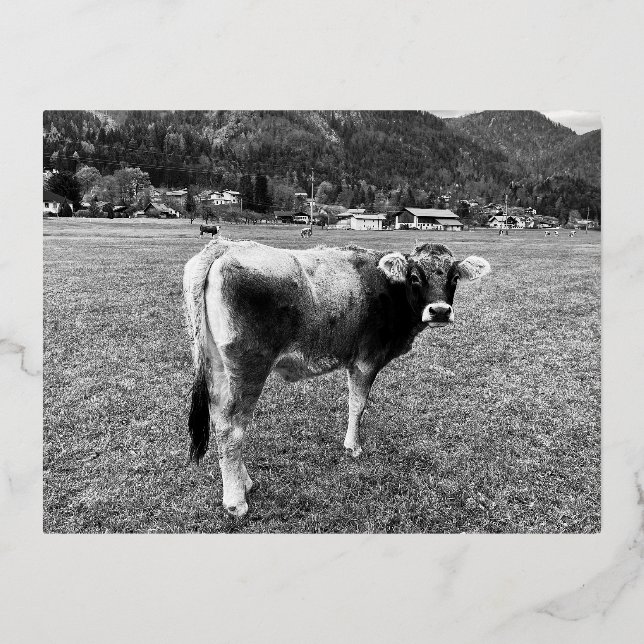 Tyrolean Grey Cow Austria Foil Holiday Postcard (Front)