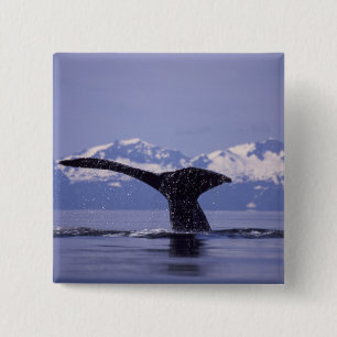 U.S.A., Alaska, Inside Passage Humpback whale 15 Cm Square Badge