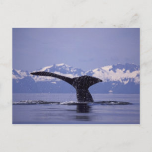 U.S.A., Alaska, Inside Passage Humpback whale Postcard