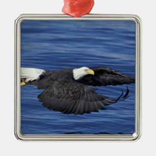 U.S.A., Alaska, Kenai Peninsula Bald eagle Metal Tree Decoration
