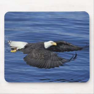 U.S.A., Alaska, Kenai Peninsula Bald eagle Mouse Mat
