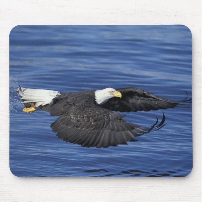 U.S.A., Alaska, Kenai Peninsula Bald eagle Mouse Mat (Front)