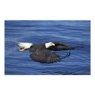 U.S.A., Alaska, Kenai Peninsula Bald eagle Photo Print