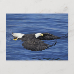 U.S.A., Alaska, Kenai Peninsula Bald eagle Postcard